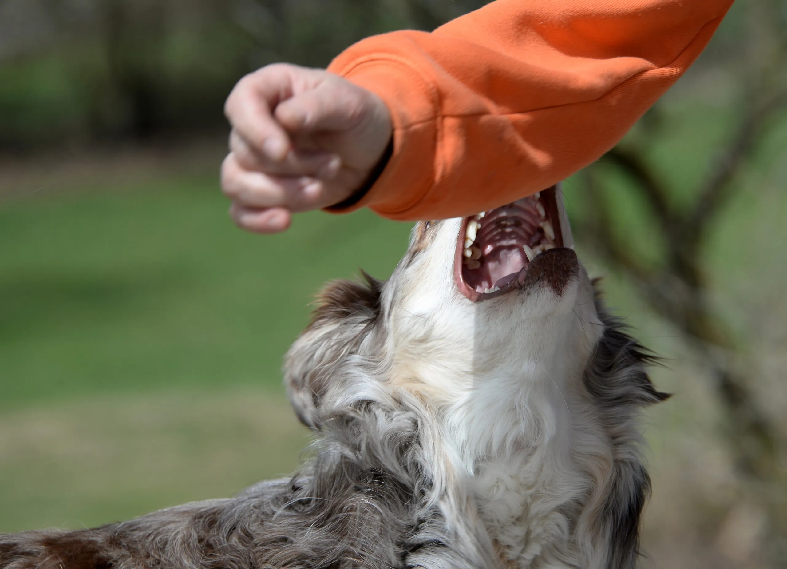 Dog Bites